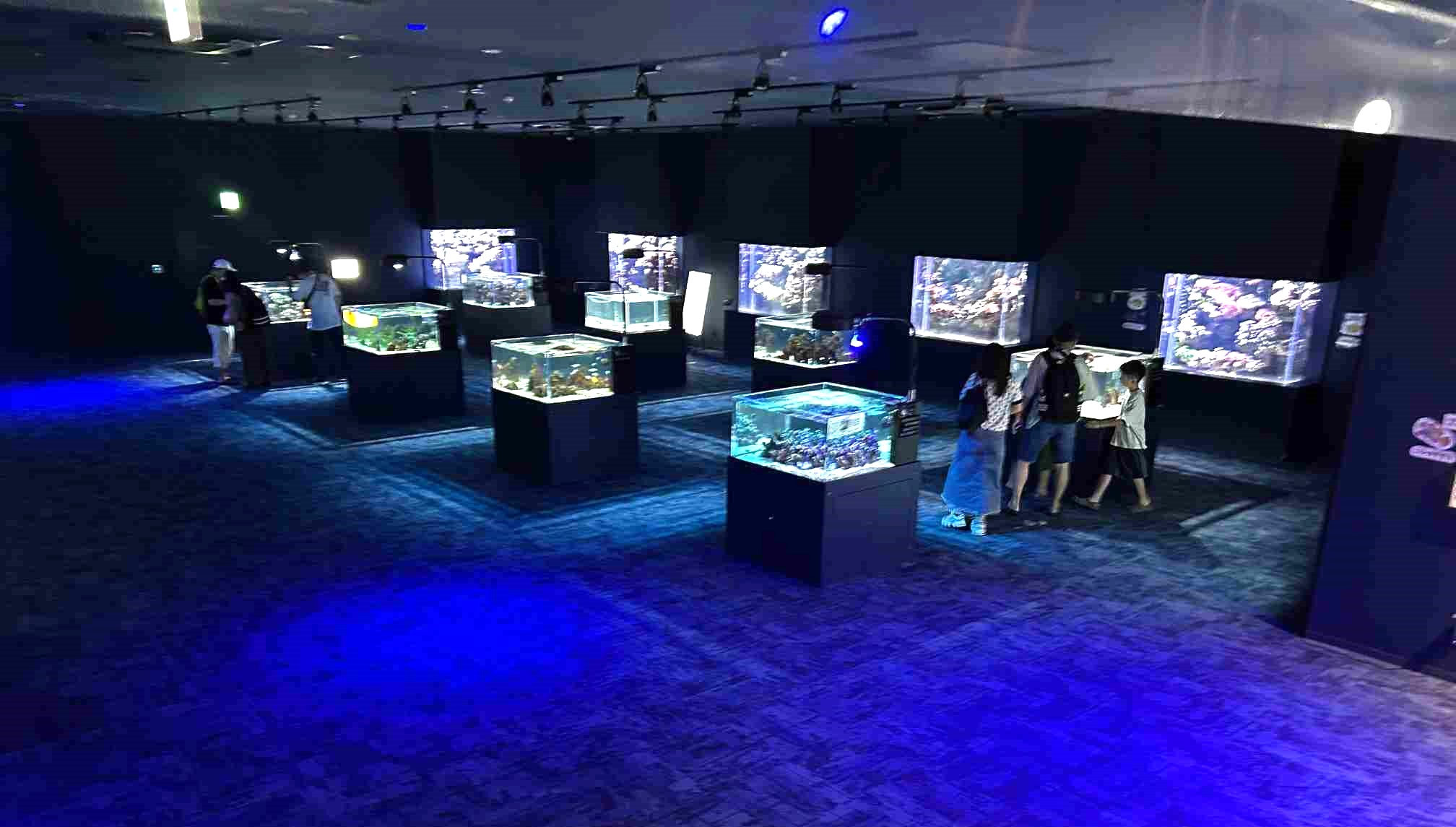 DMMかりゆし水族館_11