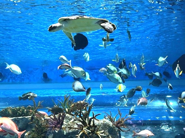 DMMかりゆし水族館_10