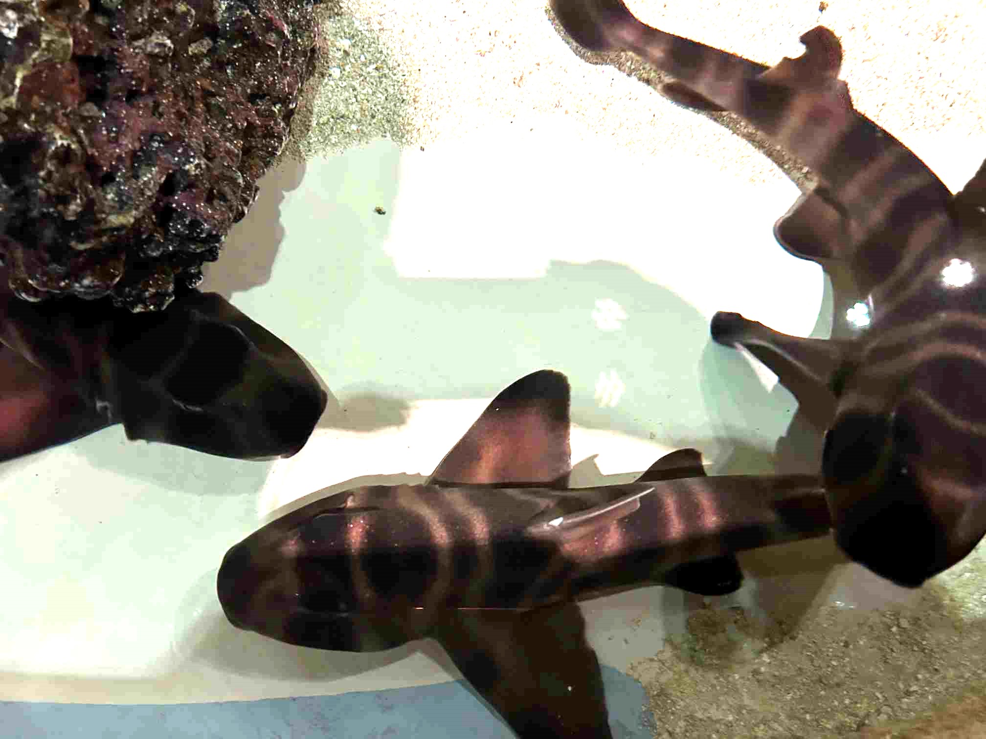 DMMかりゆし水族館_06