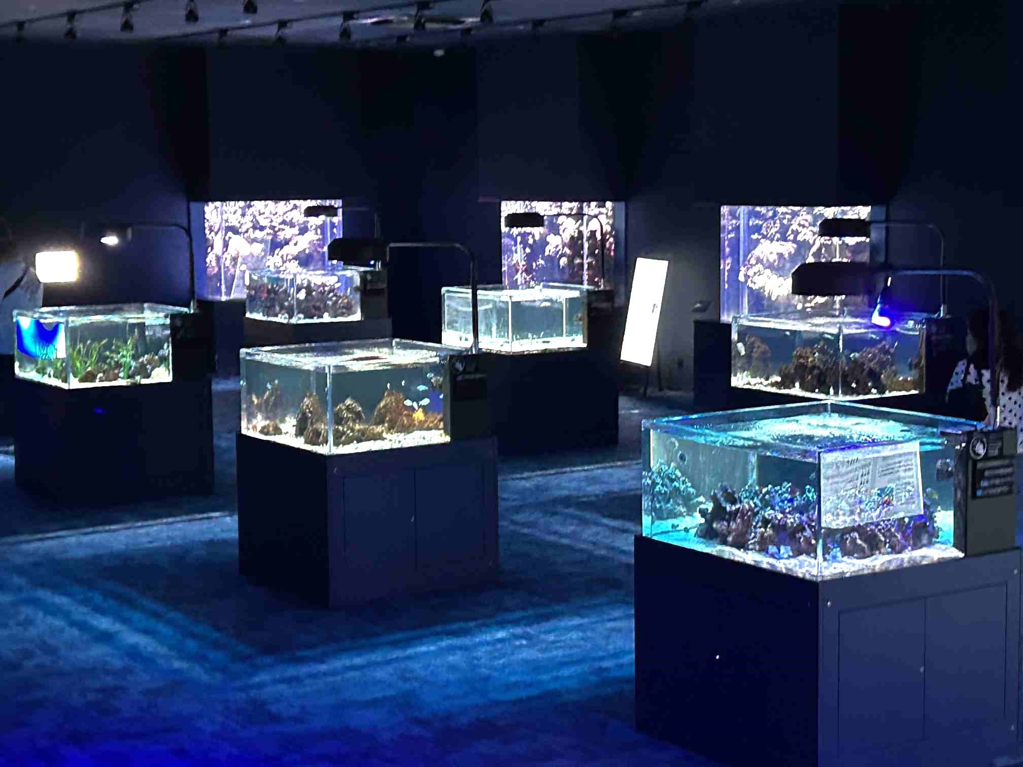 DMMかりゆし水族館_10