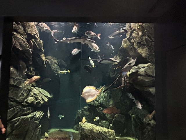 かもすい_04