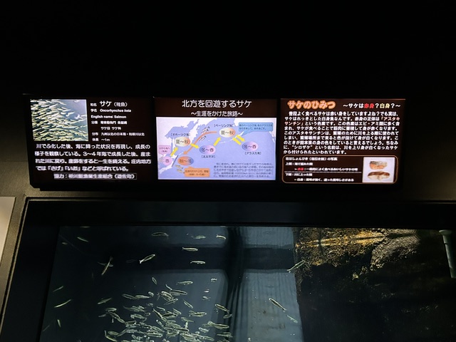 かもすい_06