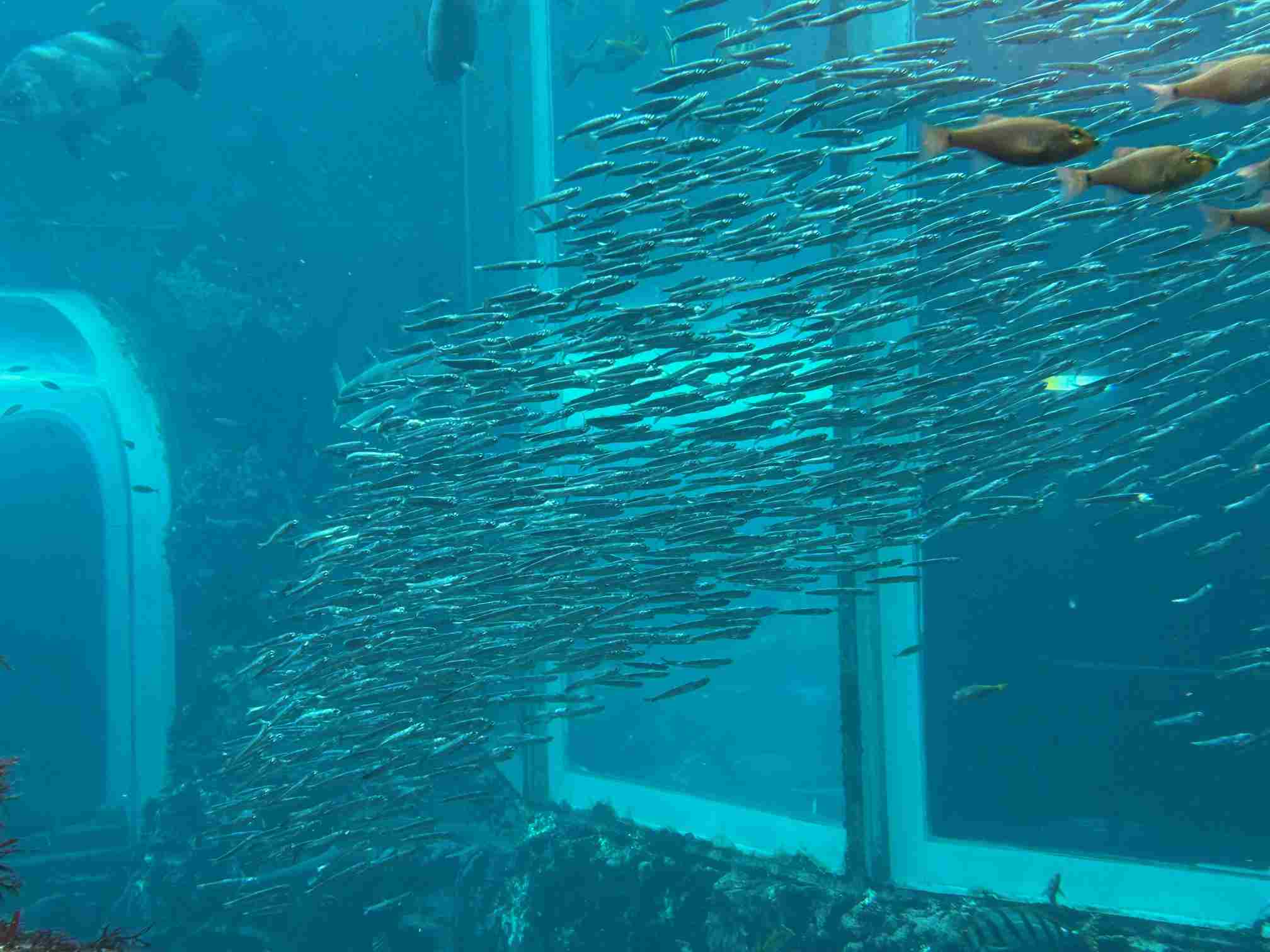 下田海中水族館_04
