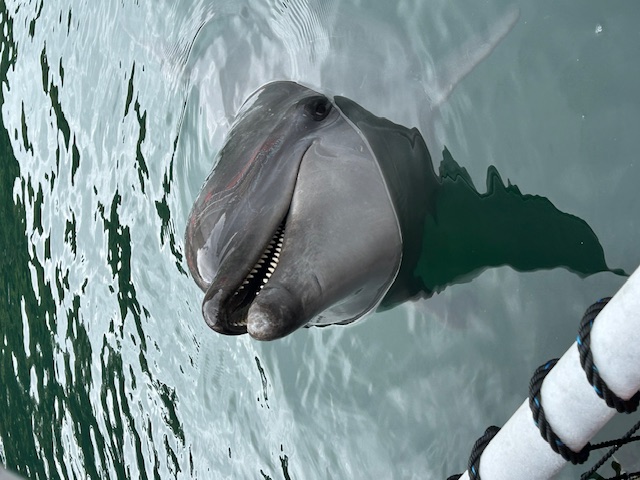 下田海中水族館_06
