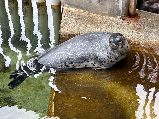 下田海中水族館_09