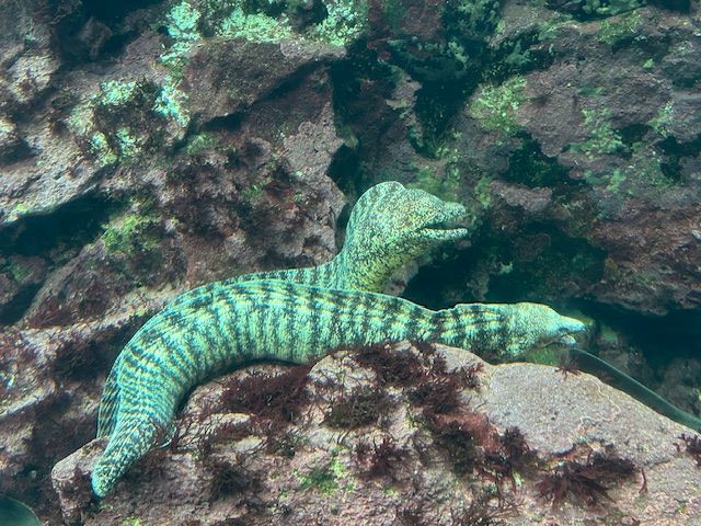 下田海中水族館_10
