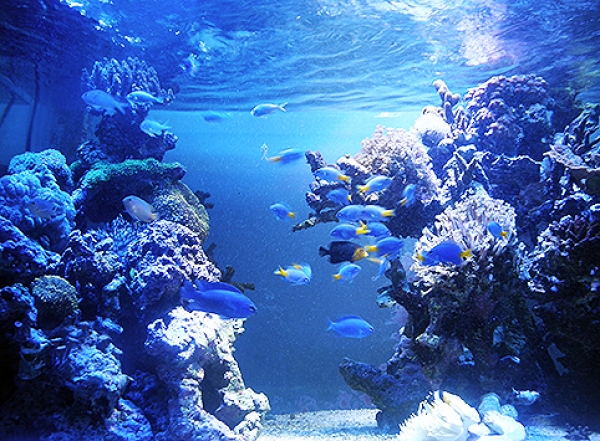 シリキルリスズメとサンゴ礁