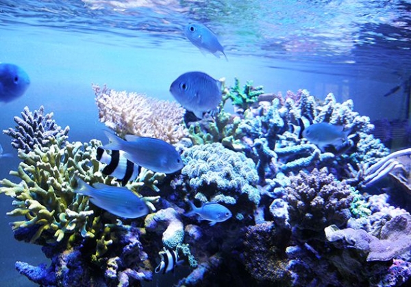 サンゴ礁の再現