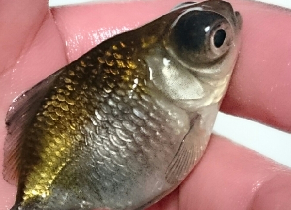 真珠銀鱗金魚