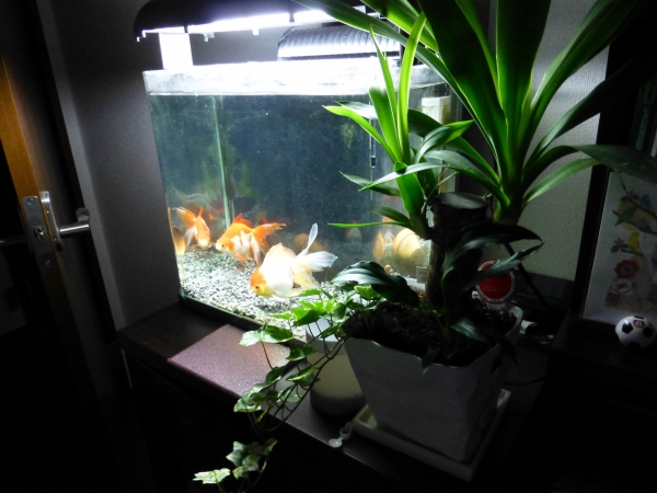 観葉植物と観賞魚のコラボレーション