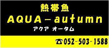 AQUA-autumn（アクアオータム）