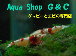 Aqua Shop G&C