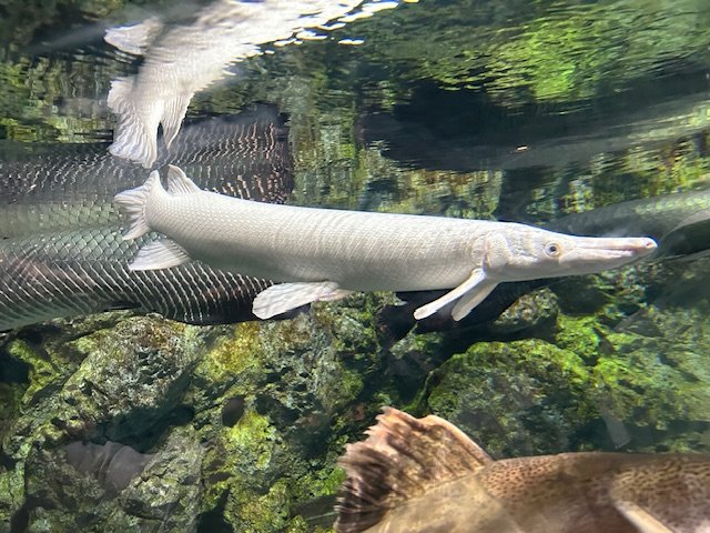 DMMかりゆし水族館_01