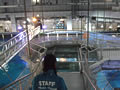 第12回沖縄美ら海水族館(4)イベント(バックヤード)など 第12回沖縄美ら海水族館(4)イベント(バックヤード)など