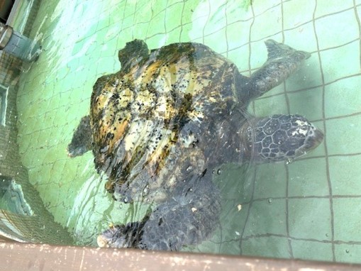 下田海中水族館_02