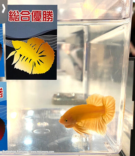 betta260401.jpg