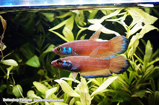 betta260402.jpg