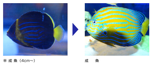 半成魚(4cm〜)→成魚