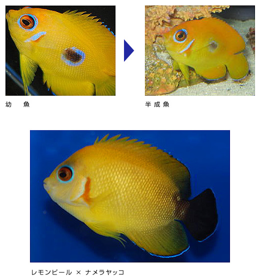 幼魚,半成魚,レモンピール×ナメラヤッコ