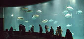 水族館にいこう！