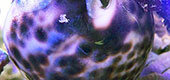 海水魚&サンゴの彩り