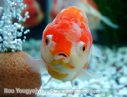 金魚の表情