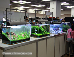 2013日本観賞魚フェア