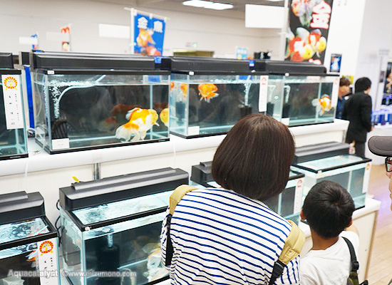 2017年 第35回 日本観賞魚フェア